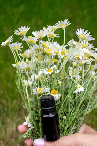 Papatya esaslı taze çiçekli yağ şişesi..