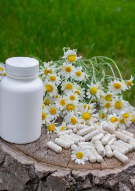 Tahta yüzeyde Papatya Kapsülü ve Taze Papatyalar.