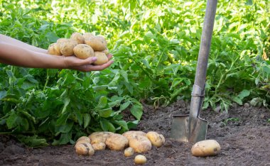 Taze hasat edilmiş Patatesler Yeşil Tarlada Ellerinde.