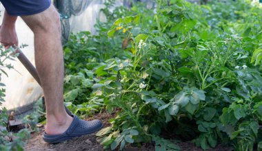 Bahçeden taze patates hasadı..