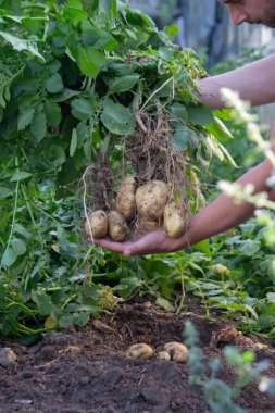 Bahçeden taze patates hasadı..