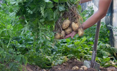 Bahçeden taze patates hasadı..