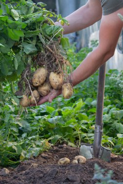 Bahçeden taze patates hasadı..