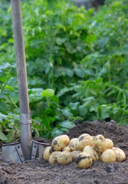 Bahçeden taze patates hasadı..