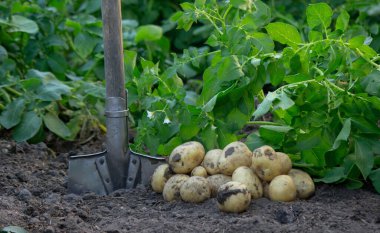 Bahçeden taze patates hasadı..
