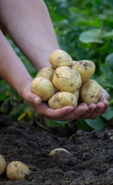 Bahçeden taze patates hasadı..