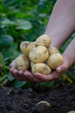 Bahçeden taze patates hasadı..