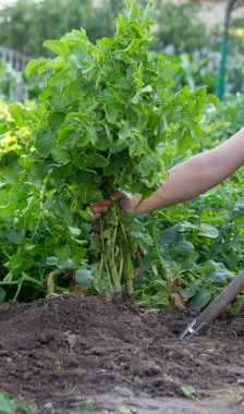 Bahçeden taze patates hasadı..