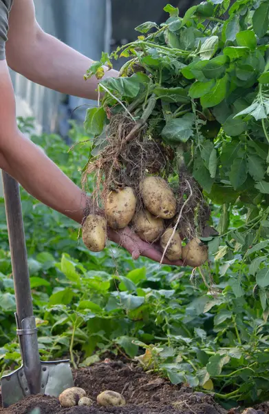 Bahçeden taze patates hasadı..