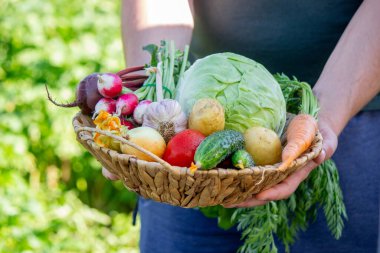 Bahçeden toplanan bir sepet taze organik sebze..