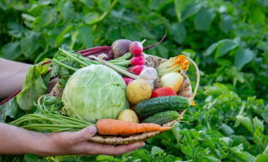Bahçeden toplanan bir sepet taze organik sebze..