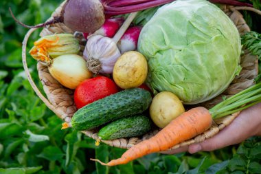 Bahçeden toplanan bir sepet taze organik sebze..