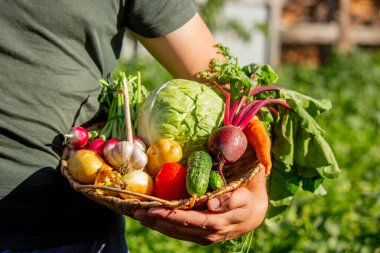Bahçeden toplanan bir sepet taze organik sebze..