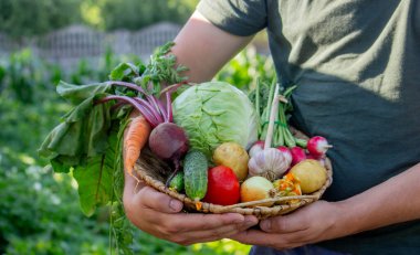 Bahçeden toplanan bir sepet taze organik sebze..