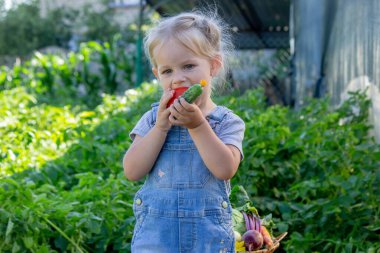 Bahçesinde sebzeleri olan küçük bir kız. Seçici odak.