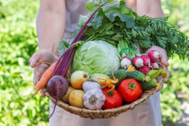 Bahçe Hasadı 'ndan taze organik sebzeler sepetinde..