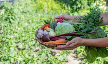 Bahçe Hasadı 'ndan taze organik sebzeler sepetinde..