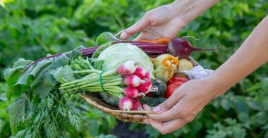 Bahçe Hasadı 'ndan taze organik sebzeler sepetinde..