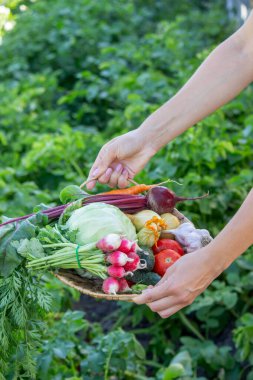 Bahçe Hasadı 'ndan taze organik sebzeler sepetinde..
