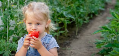 Küçük kız serada domates yiyor..