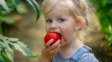 Küçük kız serada domates yiyor..