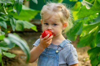 Küçük kız serada domates yiyor..