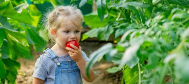 Küçük kız serada domates yiyor..