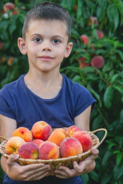 Bahçede elinde bir sepet şeftali olan bir çocuk. Bahçedeki şeftaliler.