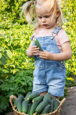 Bir çocuk bahçede salatalık topluyor. Seçici odaklanma. çocuk.