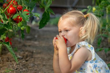 Serada domates yiyen küçük bir kız. Ev yapımı sebzeler. çocuk.