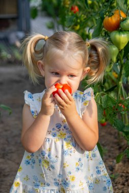 Serada domates yiyen küçük bir kız. Ev yapımı sebzeler. çocuk.
