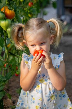 Serada domates yiyen küçük bir kız. Ev yapımı sebzeler. çocuk.