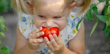 Serada domates yiyen küçük bir kız. Ev yapımı sebzeler. çocuk.