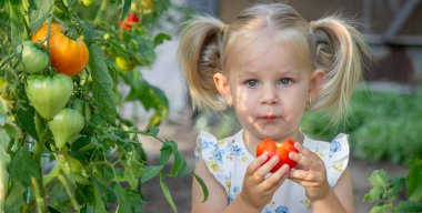 Serada domates yiyen küçük bir kız. Ev yapımı sebzeler. çocuk.