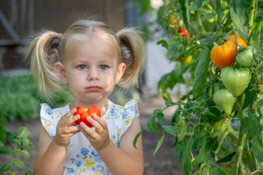 Serada domates yiyen küçük bir kız. Ev yapımı sebzeler. çocuk.