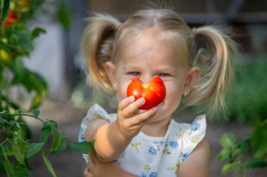 Serada domates yiyen küçük bir kız. Ev yapımı sebzeler. çocuk.