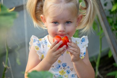 Serada domates yiyen küçük bir kız. Ev yapımı sebzeler. çocuk.