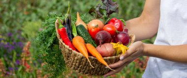 Bahçeden taze hasat. Bir sepet Organik Sebze Ellerinde