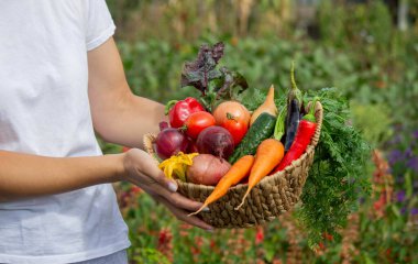 Bahçeden taze hasat. Bir sepet Organik Sebze Ellerinde