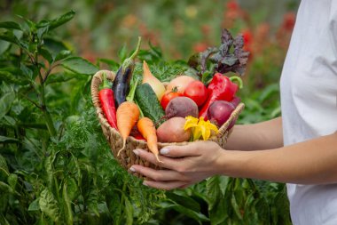 Bahçeden taze hasat. Bir sepet Organik Sebze Ellerinde