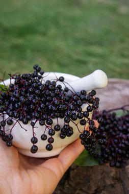 Doğal ilaçlar için havan mersinleri. Dokunulmazlık.