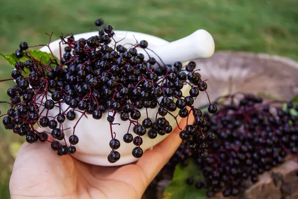 Doğal ilaçlar için havan mersinleri. Dokunulmazlık.