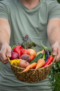 Farmer Holding a Wicker Basket Full of Fresh Organic Harvested Vegetables.
