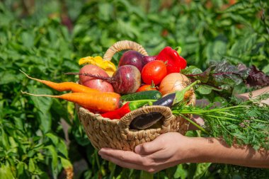Farmer Holding a Wicker Basket Full of Fresh Organic Harvested Vegetables.
