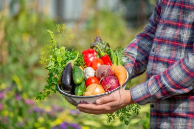 Çiftçinin elinde taze organik sebzelerden oluşan bir kase var..