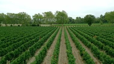 Güney Fransa 'daki üzüm bağları, izlenecek gerçek bir mucize.