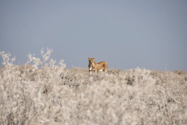 Lonely female lioness in the plains of Etosha National Park Namibia