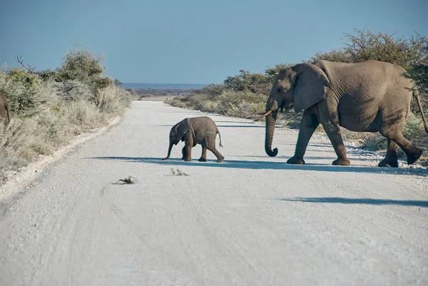 Familia Elefantes Africanos Loxodonta Africana Cruzando Camino Grava Parque Nacional — Foto de Stock