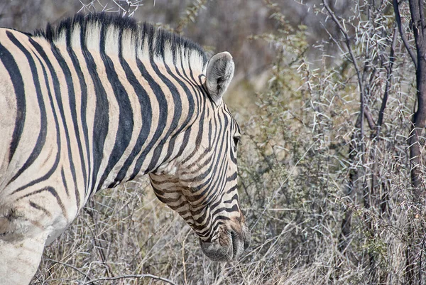 Etosha Ulusal Parkı Namibya Gezinen Zebra Ovaları — Stok fotoğraf
