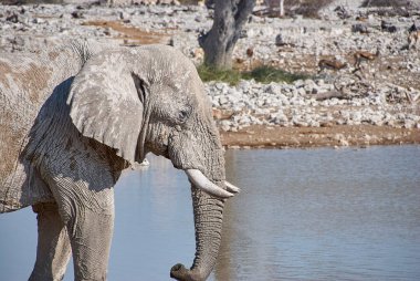 African Elephant drinking at the Okaukuejo water hole in Etosha Namibia